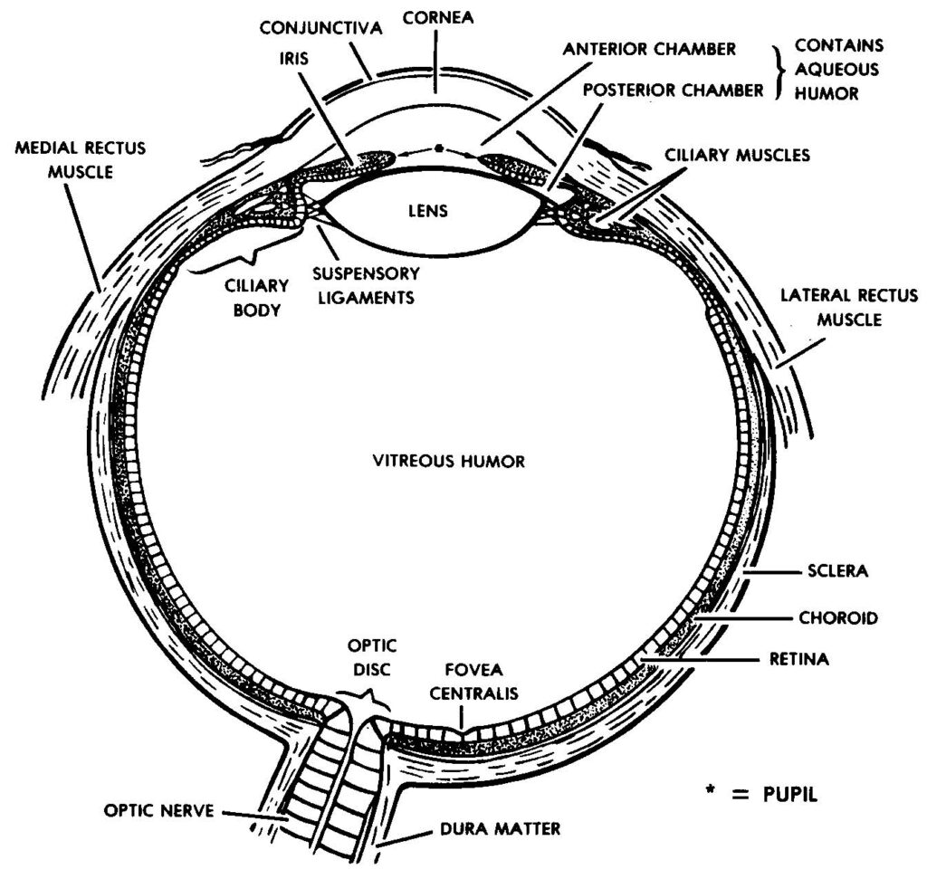 Figure 1-1. The eye.