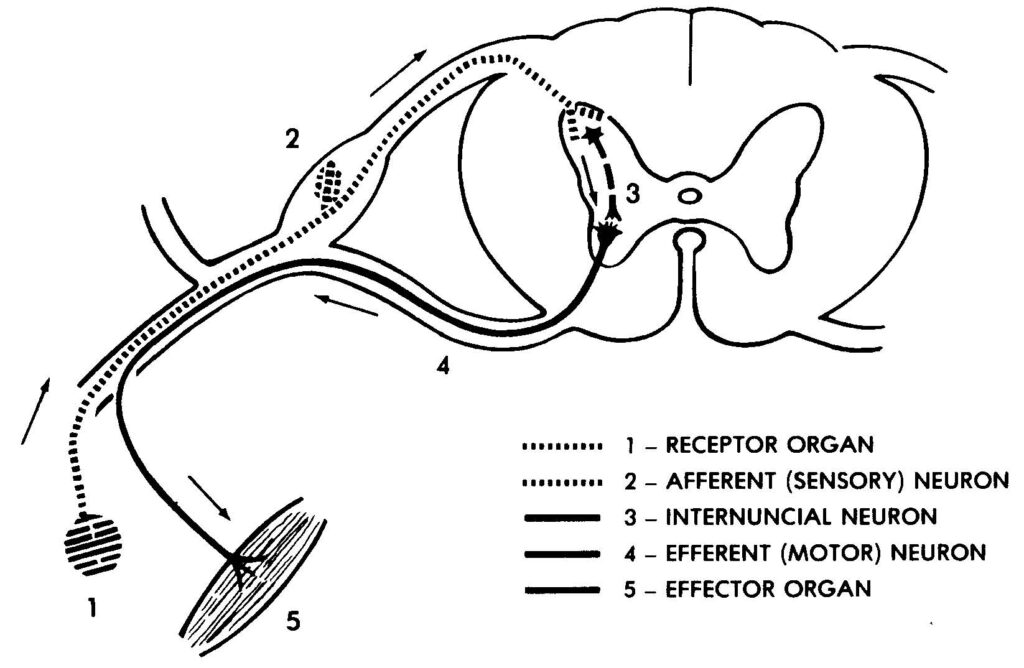 Figure 2-5. Reflex arc.