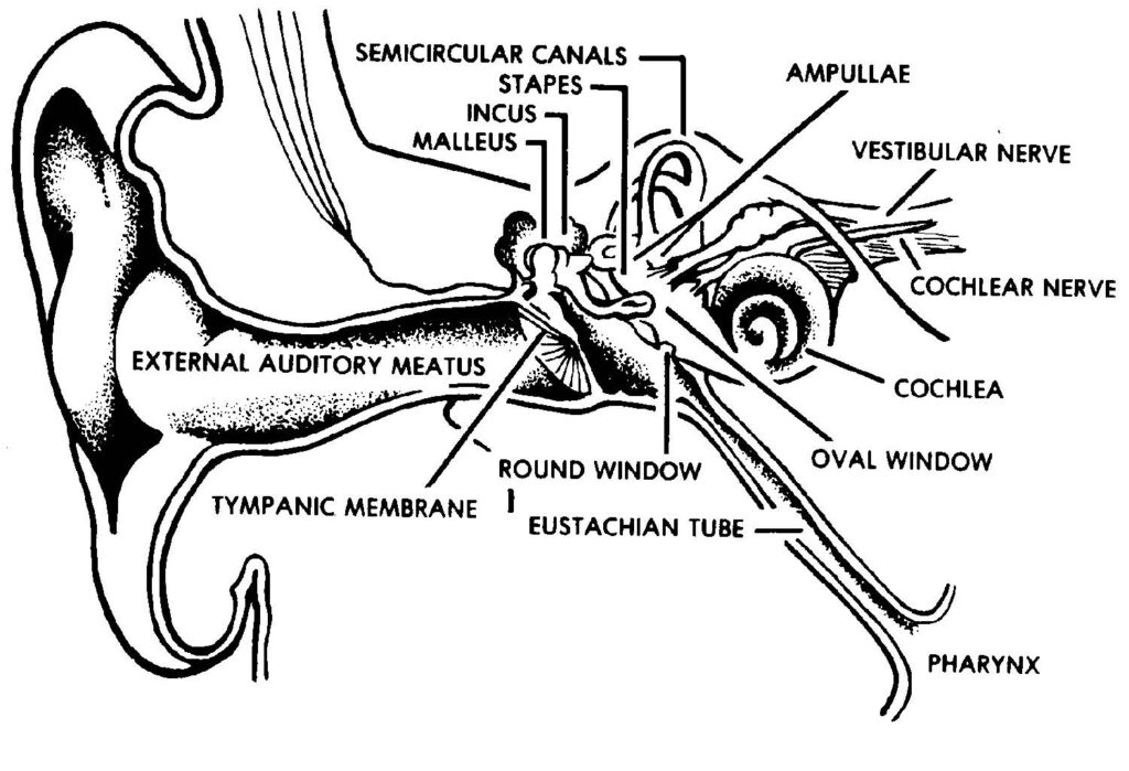 Figure 1-2. The ear.