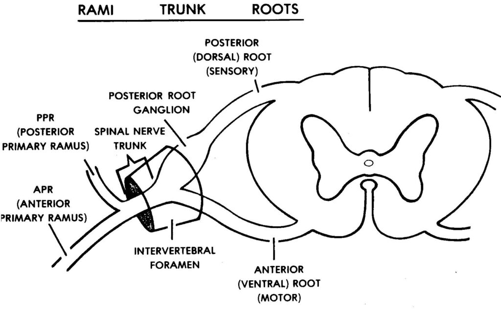Figure 2-4. Spinal nerve.